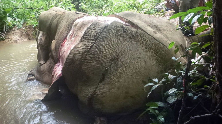 Elefante vittima dei bracconieri a cui hanno strappato la pelle