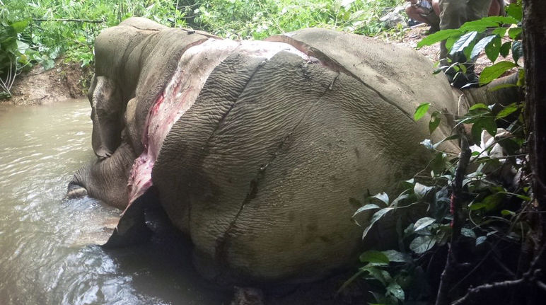 Strappano la pelle degli elefanti: fermate questa strage! Elefante vittima dei bracconieri a cui hanno strappato la pelle