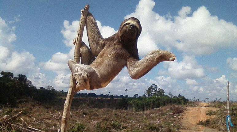 Addio alla foresta Addio alla foresta