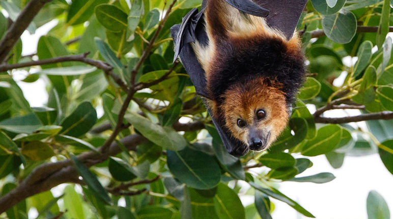 Un pipistrello della frutta Pipistrello della frutta o volpe volante (Pteropus niger)