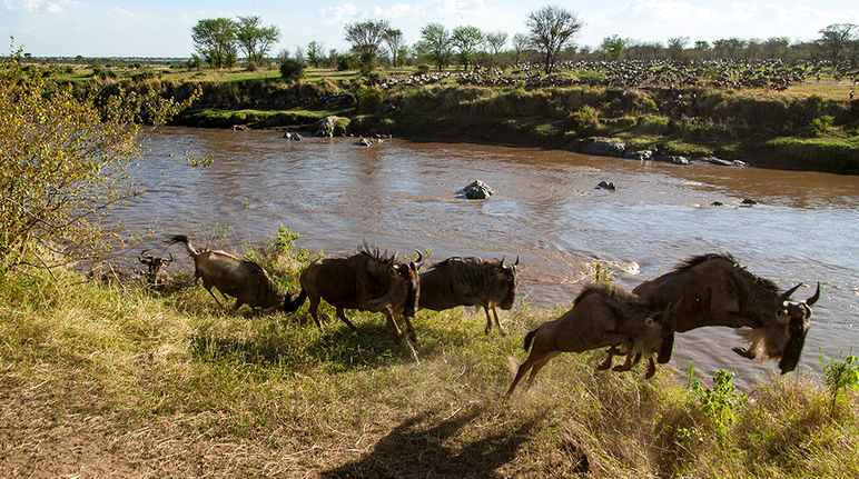 L'unione fa la forza: una mandria di gnu in migrazione lungo il fiume Mara Una mandria di gnu