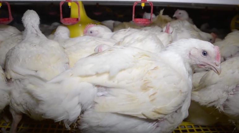 La "vita" del pollo: 47 giorni chiuso in batteria fino al macello Allevamento intensivo di polli: fermo immagine di un video promozionale dell’allevamento della FIT, azienda tedesca