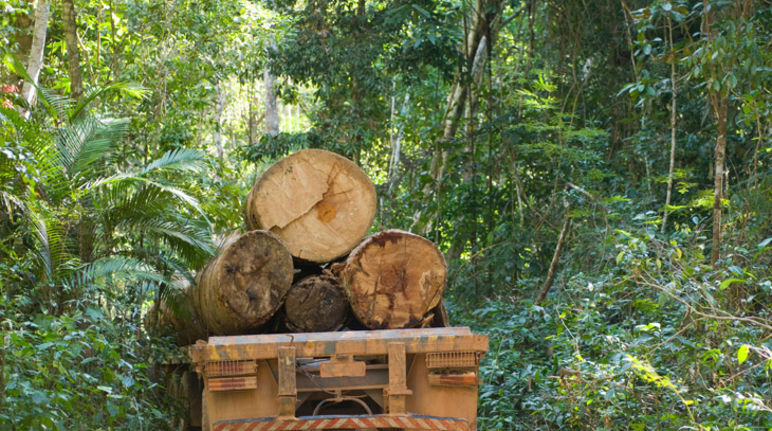 Foto: istockphoto.com Camion carico di legname