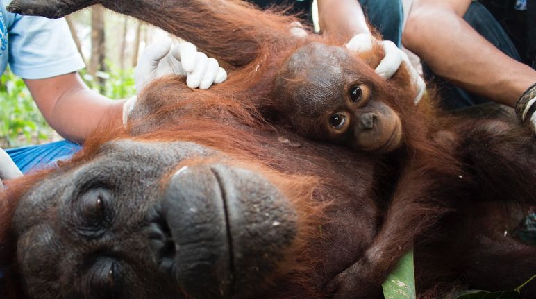Una mamma orango e il suo cucciolo ricevono le cure veterinarie