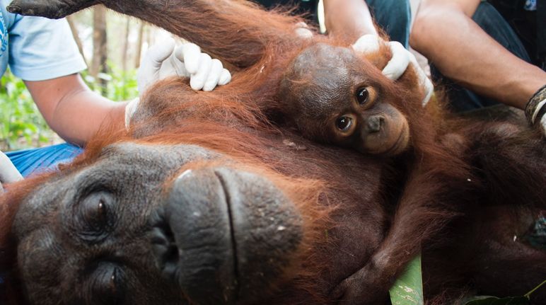 20.000 oranghi, circa un terzo della popolazione totale sono in pericolo in Indonesia Una mamma orango e il suo cucciolo ricevono le cure veterinarie