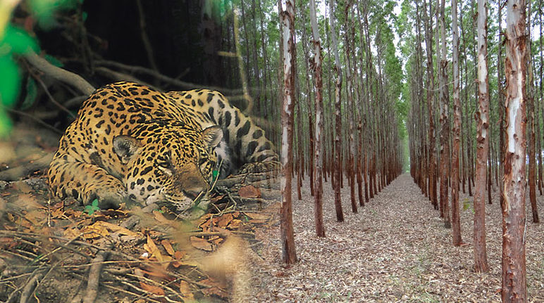 Non lasciano spazio né alla popolazione né agli animali: le piantagioni di legname sono deserti verdi (Foto: A. Hofer / I. Gonçalves de Souza) Piantagioni di eucalipto in Brasile