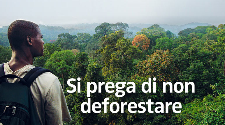 Una foresta del Camerun Si prega di non deforestare