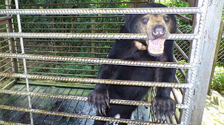 Questo non è divertente! Un orso malese in gabbia nello stato di Sabah in Malesia