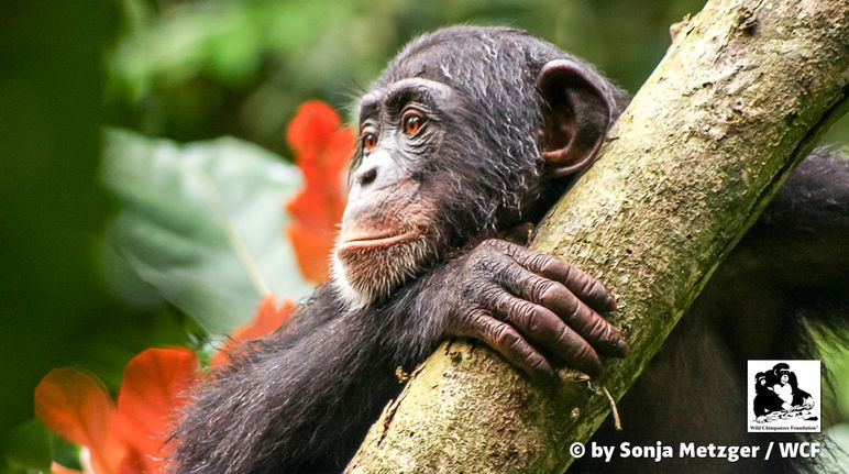 Molti scimpanzé sono in pericolo di estinzione in Liberia