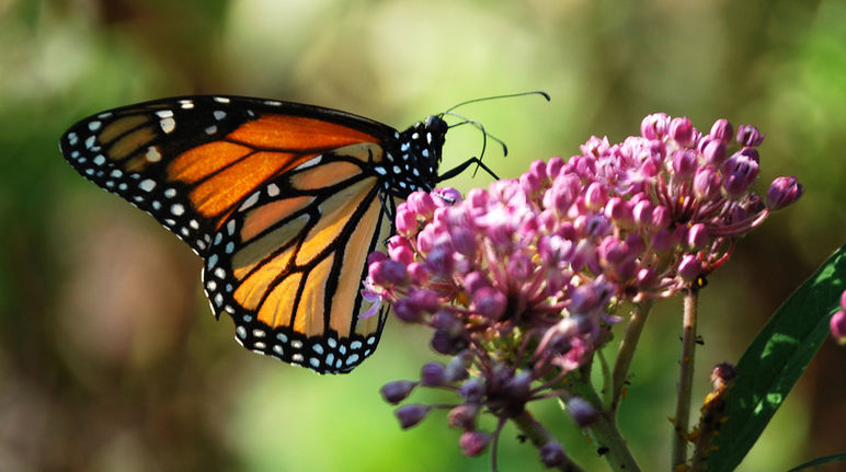 Vista di profilo di una farfalla Monarca (Danaus plexippus) su una asclepiadaceae.