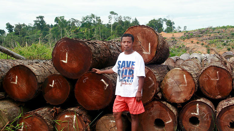Queste foreste sono state tagliate illegalmente e al loro posto ci sono piantagioni di palma Tronchi ammassati per lasciare spazio alle piantagioni di palma da olio nel Borneo