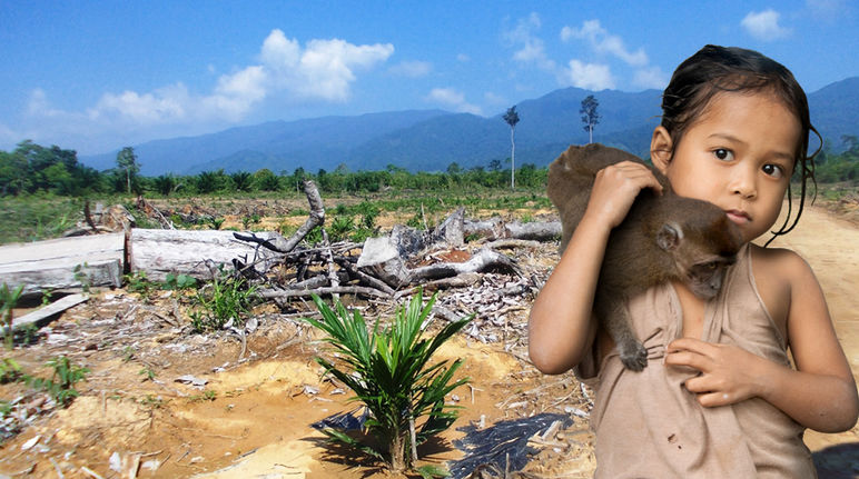 Le piantagioni di palma da olio sottraggono la terra e la vita Area deforestata nell'isola di Palawan – Filippine