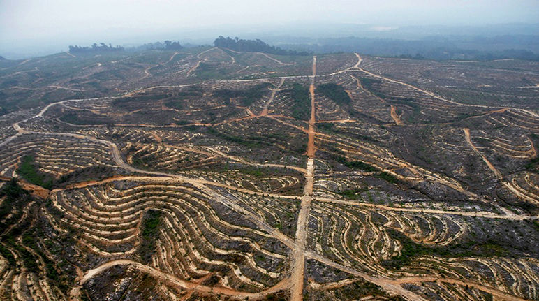 Ia devastazione di una piantagione di palma da olio in Indonesia. Foto: Wahli West Kalimatan - Indonesia