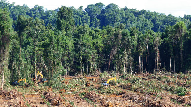 A Merauke nel sud est di Papua sono già stati tagliati 1 milione di ha di foresta per piantagioni industriali Pale meccaniche distruggono la foresta