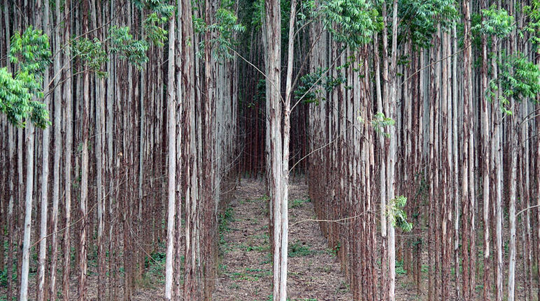 Le piantagioni industriali sono una minaccia per la natura e le persone (Foto: Salva la Selva-KS) Monocoltura di eucalipto