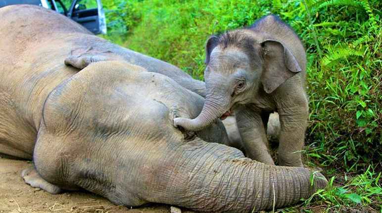 Un cucciolo di elefante con la sua proboscide accarezza la madre stesa al suolo