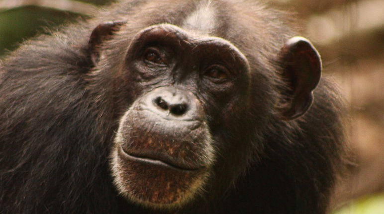 Lo scimpanzé (Pan troglodytes versus) è una specie in pericolo di estinzione