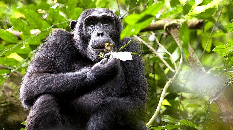 Alcuni scimpanzé in Uganda