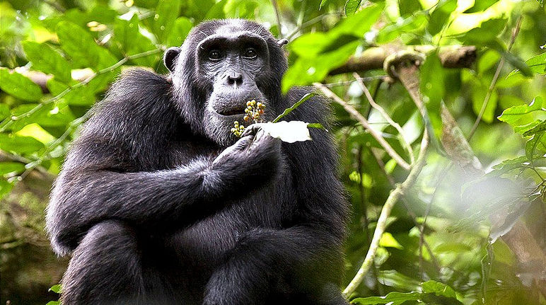 L'habitat degli scimpanzé sta scomparendo Alcuni scimpanzé in Uganda