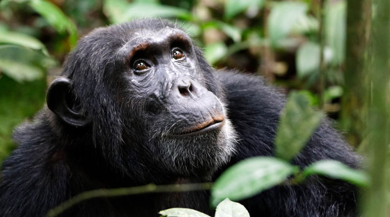 Uno scimpanzè nella foresta tropicale