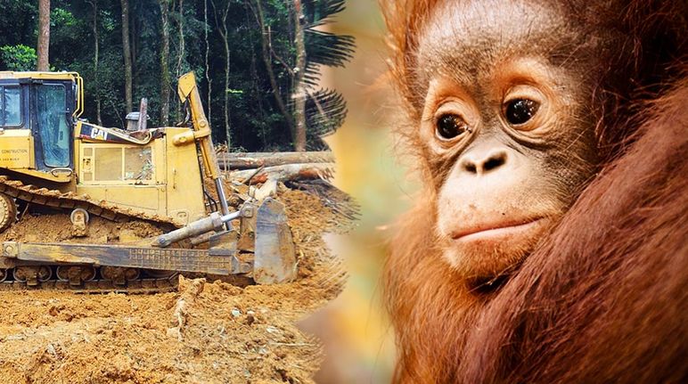 La foresta tropicale e l’habitat degli oranghi vengono distrutti dalle piantagioni di palma Un orango guarda disperato mentre un bulldozer distrugge la foresta.