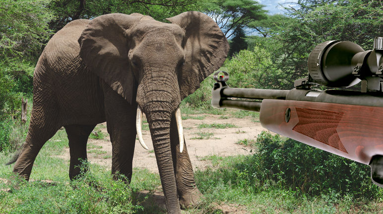 Un elefante nel Serengeti Elefante, caccia illegale