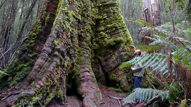 In Tasmania, i millenari alberi giganti sono in pericolo di estinzione.