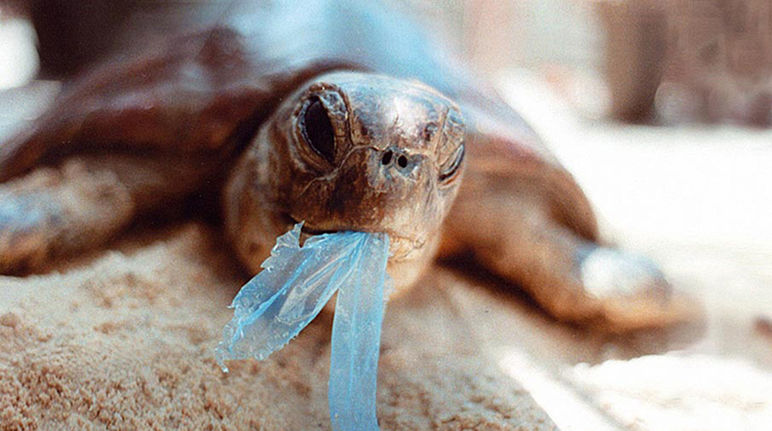 Una tartaruga ingerisce un sacchetto di plastica