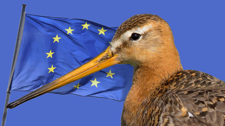 Umcello con la bandiera della UE sullo sfondo