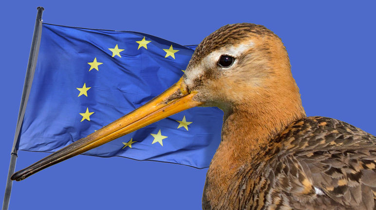 Il numero delle pavoncelle si riduce drasticamente Umcello con la bandiera della UE sullo sfondo