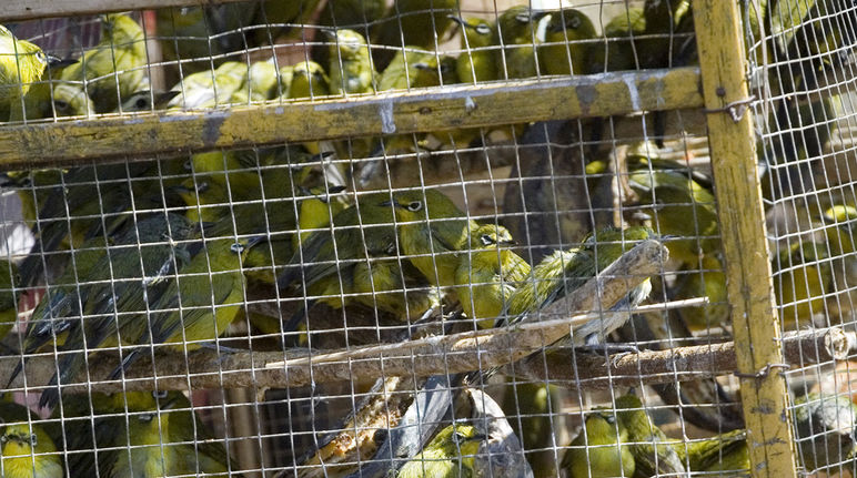 I bracconieri contribuiscono alla sparizione di molte specie di uccelli e animali Numerosi uccelli stipati nelle gabbie al mercato