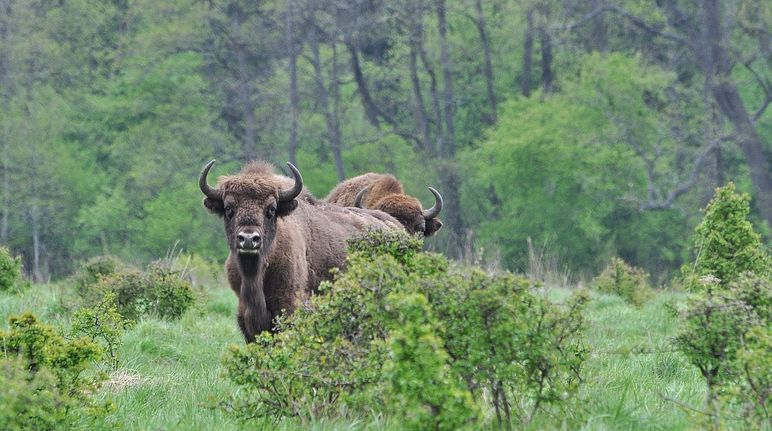 Il bisonte europeo nella foresta di Bialowieza in Polonia