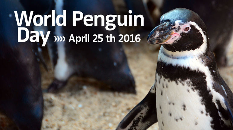 Pinguino Humboldt: Giornata Mondiale del Pinguino 2016 Pinguino Humboldt e Giornata Mondiale del Pinguino 2016