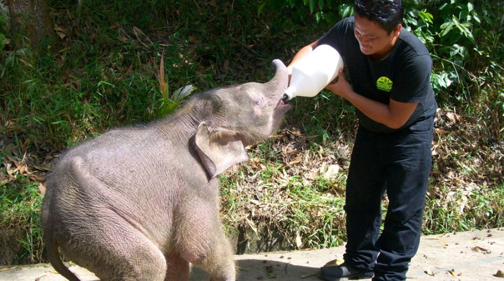 Piccolo di elefante viene alimentato con biberon