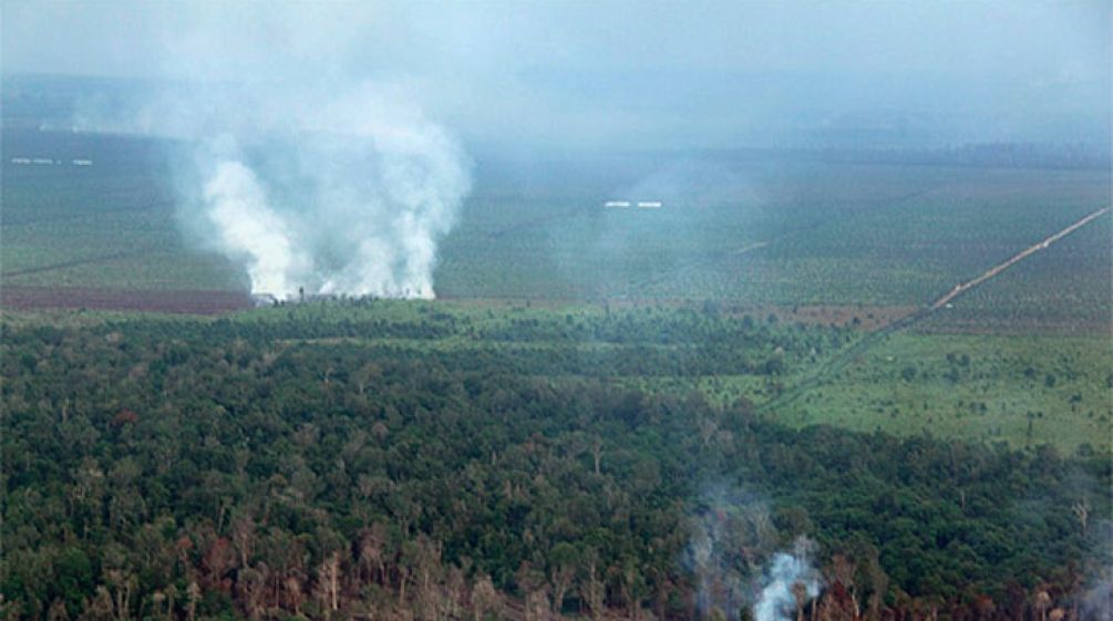 Un incendio doloso nella foresta