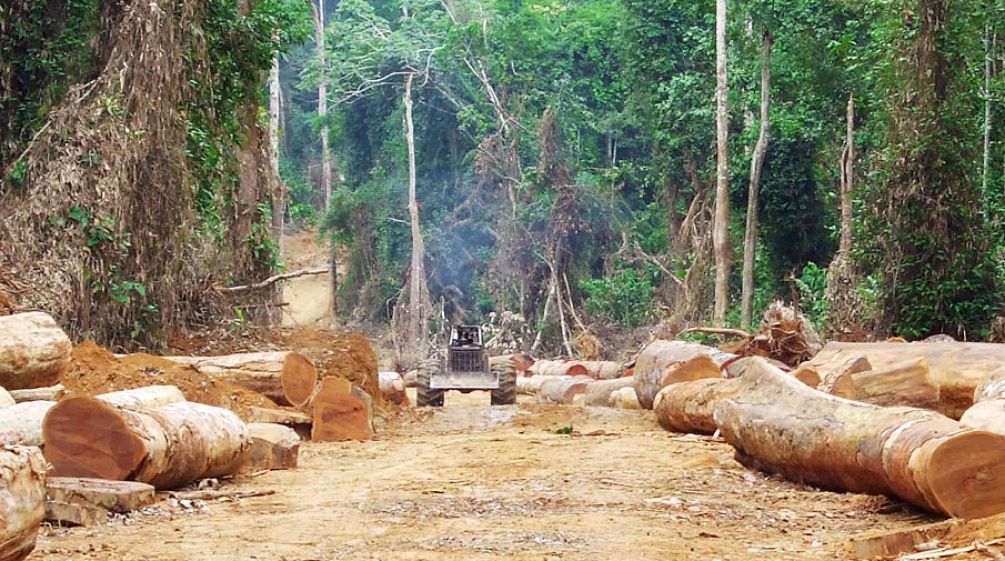 Ladri di legname in una zona deforestata