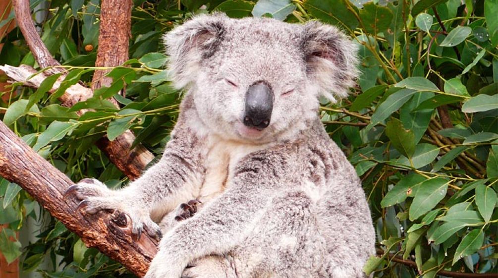 Un koala