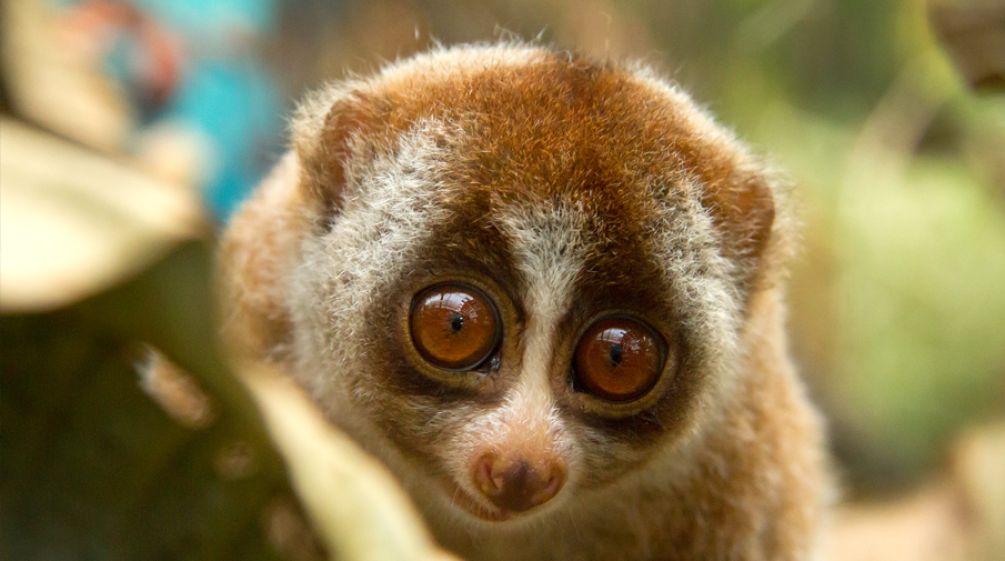 Estremamente minacciati di estinzione Loris lento, un piccolo primate di colore chiaro con grandi occhi dolci