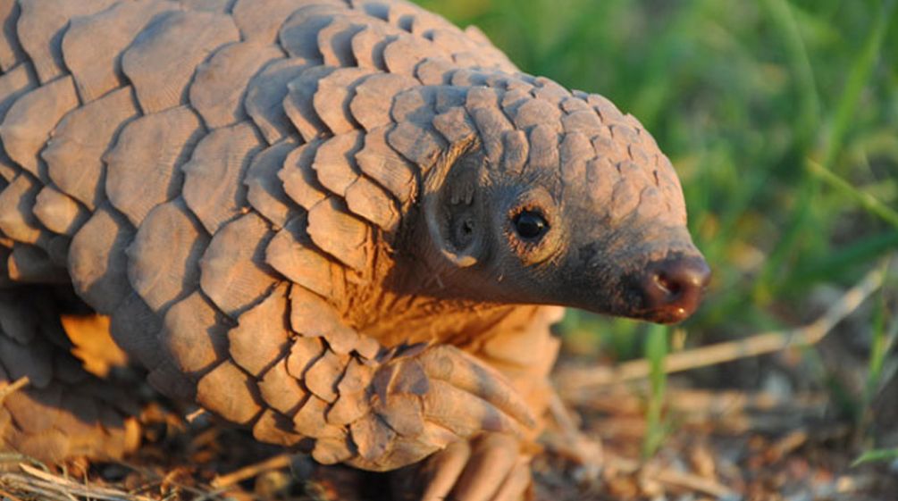 Il pangolino è altamente minacciato di estinzione Un cucciolo di pangolino