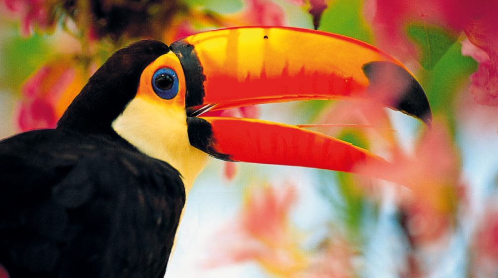 Tucano