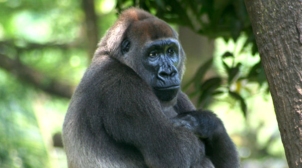 Un gorilla nella foresta di Cross River