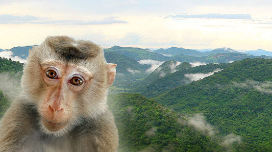 Un animale in estinzione nel parco Dong Phayayen-Khao Yai in Tailandia