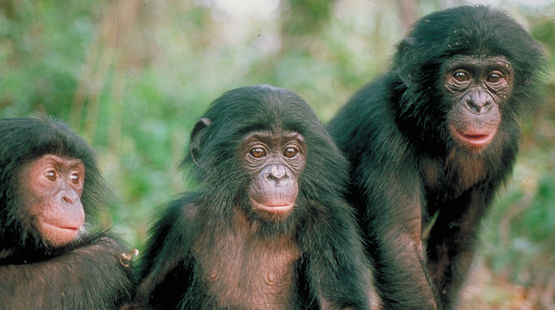 Tre scimpanzé